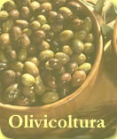 Olivicoltura