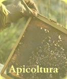 Apicoltura